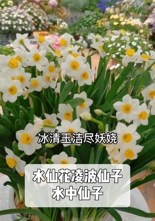 水仙花的花语通常表达什么情感？