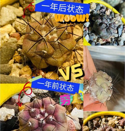 仙人球大金湖栽种方法是什么？如何确保成活率？