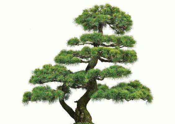 变色花仙人球的养护要点有哪些？如何管理？