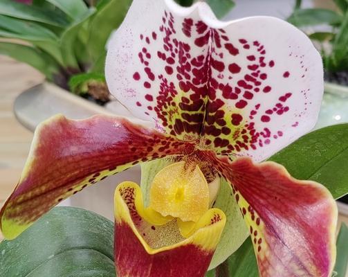 任何花都有它的花语吗？花语通常表达什么？