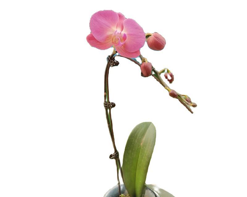 苹果尾君子兰有何特点？它属于什么品种？