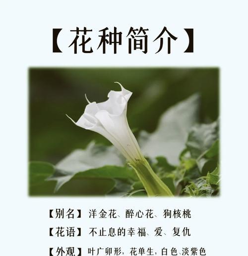 任何花都有它的花语吗？花语通常表达什么？