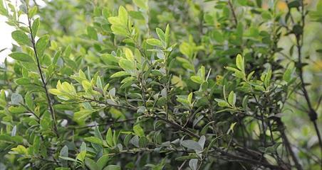 黄杨绿植的花语是什么？黄杨代表了什么？