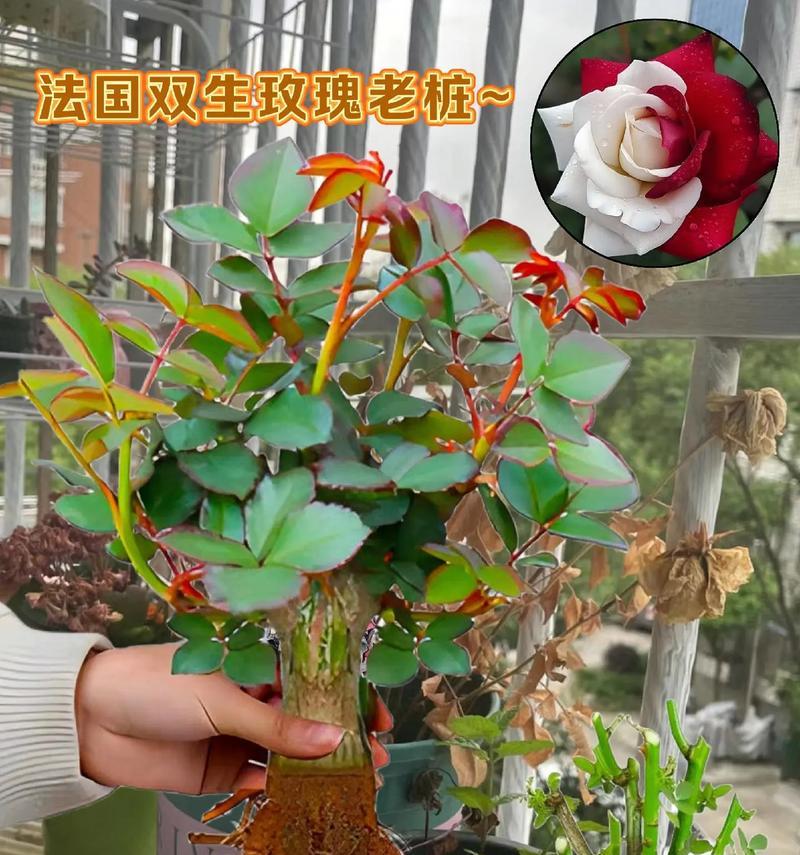 变色鲜玫瑰花的养护方法有哪些？
