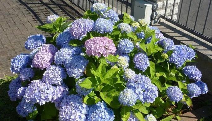 君子兰和龙舌芦荟的养护方法有何不同？如何正确养护？