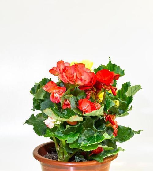君子兰和龙舌芦荟的养护方法有何不同？如何正确养护？