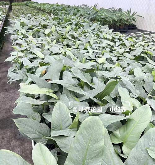哈斯塔姆的花语代表什么？