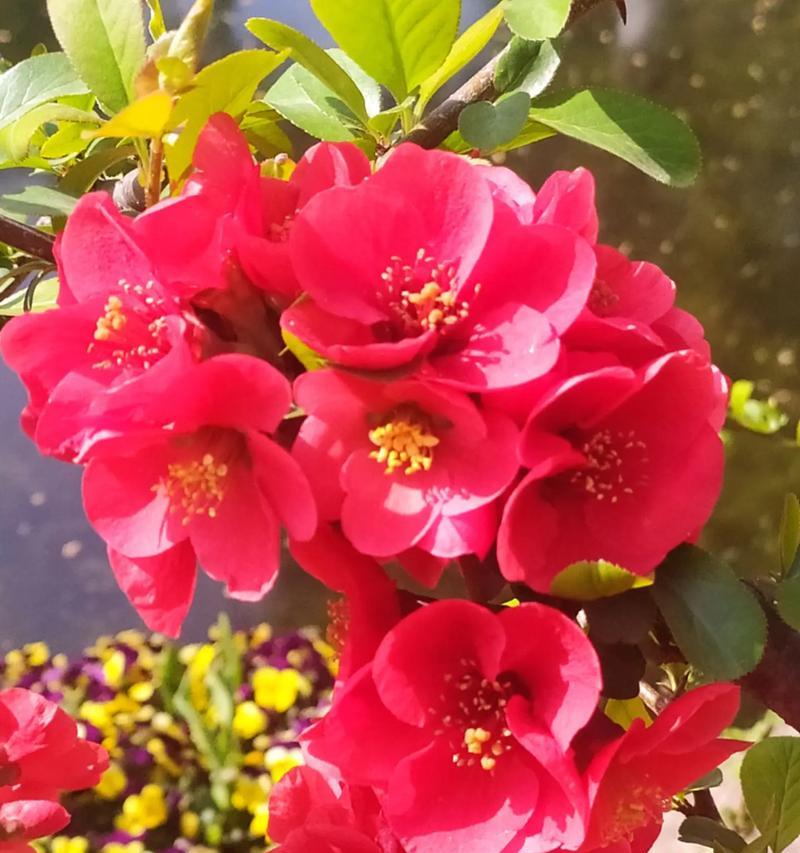 海棠花语代表什么？海棠的花语有何寓意？