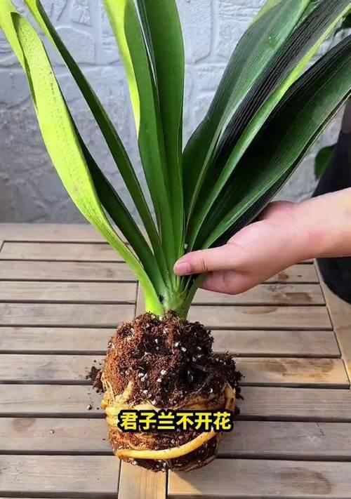 君子兰长时间不开花是什么原因？如何促进其开花？