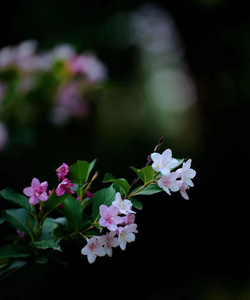 海棠花语代表什么？海棠的花语有何寓意？