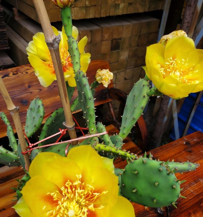 如何观察仙人掌花苞的开花过程？