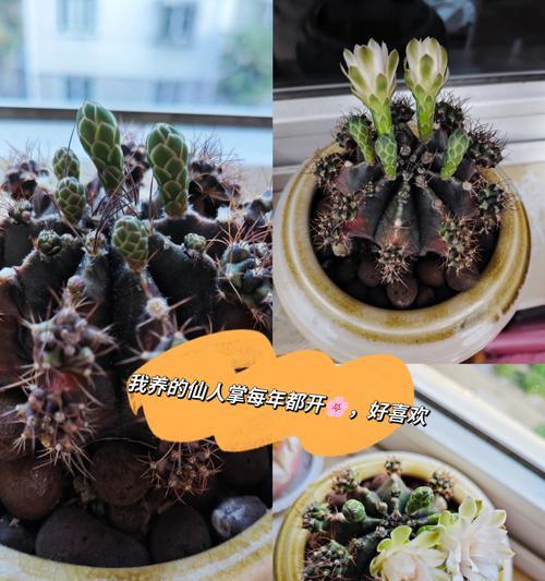 如何观察仙人掌花苞的开花过程？