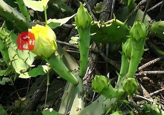 如何观察仙人掌花苞的开花过程？