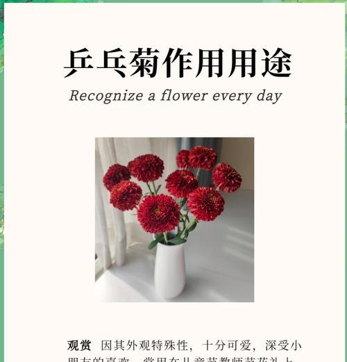 乒乓菊的花语含义是什么？