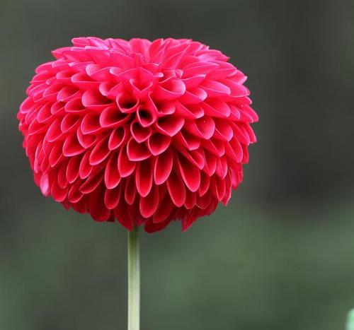 乒乓菊的花语含义是什么？