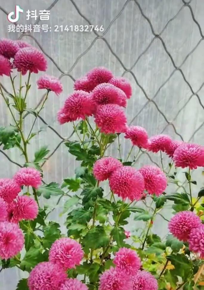 乒乓菊的花语含义是什么？