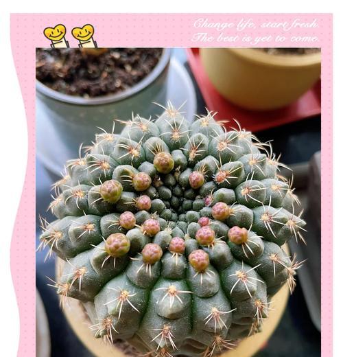 金虎仙人掌开花后花蔫了怎么办？