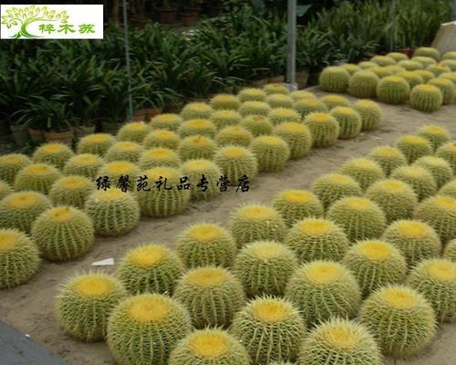 金虎仙人掌开花后花蔫了怎么办？