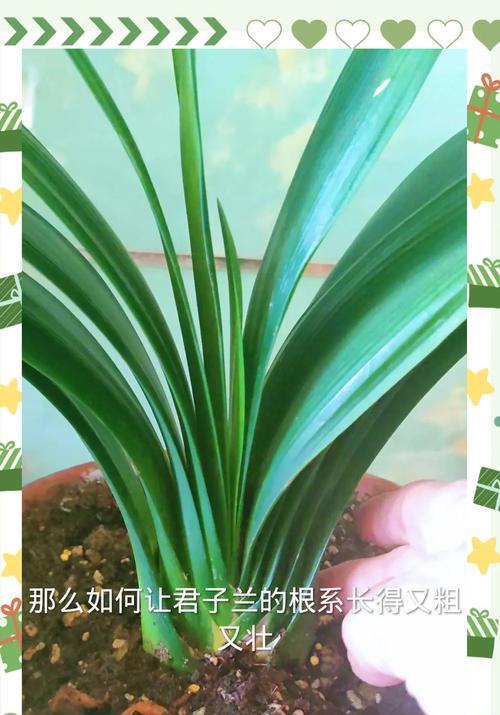 君子兰养护需要注意什么？如何管理才能使其茁壮成长？