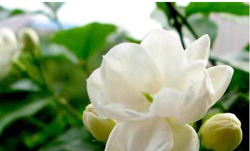 绿钻开花代表什么？它的花语有何深意？