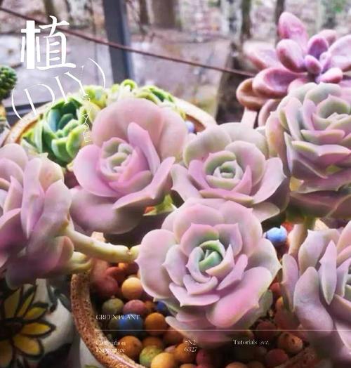 食用玫瑰花盆栽的养护秘诀是什么？