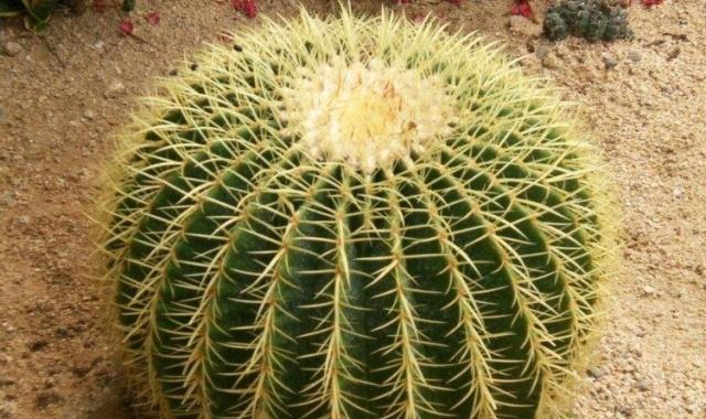 圆仙人掌断面的种植方法是什么？