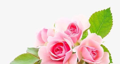 18朵粉色玫瑰花代表什么？粉色玫瑰花语中有哪些特别的含义？