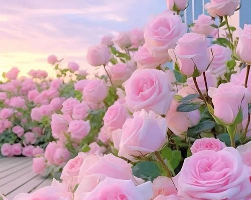 18朵粉色玫瑰花代表什么？粉色玫瑰花语中有哪些特别的含义？