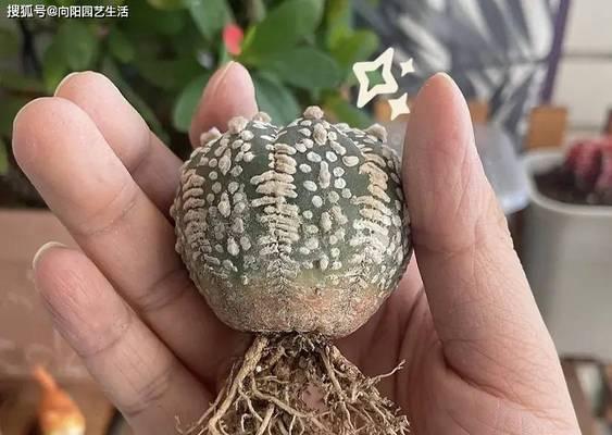 透明花盆中仙人球的养护要点？如何避免根系问题？
