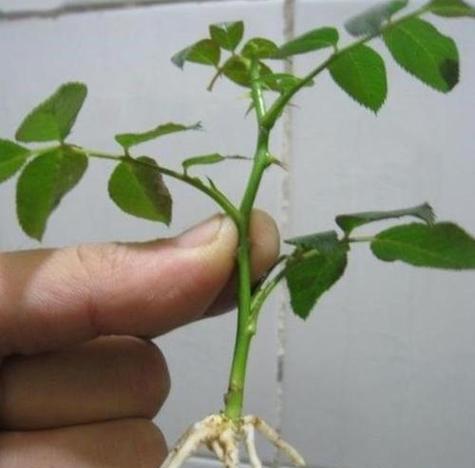 玫瑰花种子的最佳种植方法是什么？