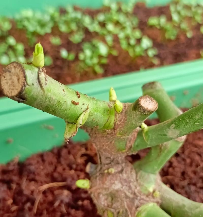 玫瑰花种子的最佳种植方法是什么？