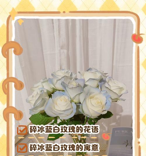 白色玫瑰的花语和寓意是什么？