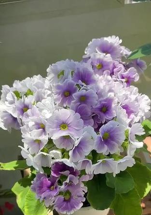 四季樱草花的花语有哪些含义？