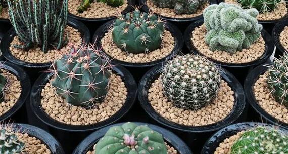 圆盘玉仙人球盆栽选择有哪些技巧？