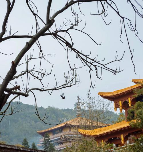 福禄呈祥花语是什么？福禄呈祥的寓意是什么？