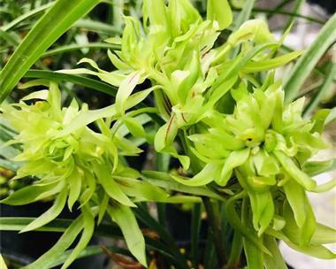大富贵兰花什么时候开花？开花时间表是什么？