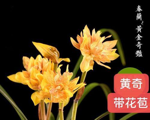 大富贵兰花什么时候开花？开花时间表是什么？