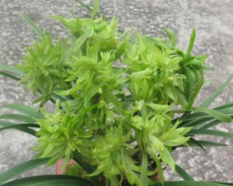 大富贵兰花什么时候开花？开花时间表是什么？