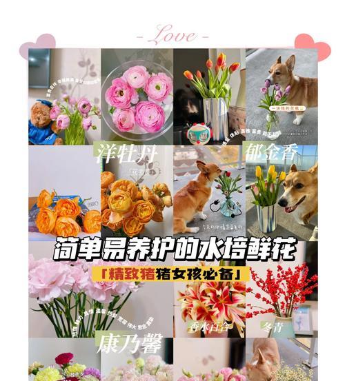水培玫瑰花的养护技巧是什么？如何保持其鲜活？