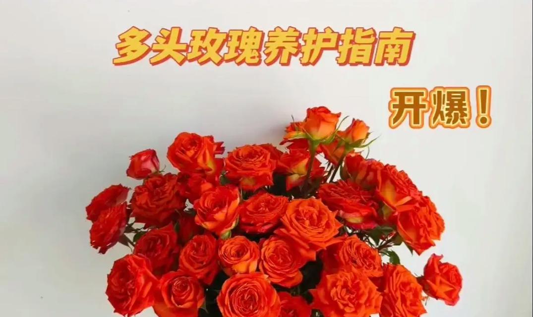水培玫瑰花的养护技巧是什么？如何保持其鲜活？