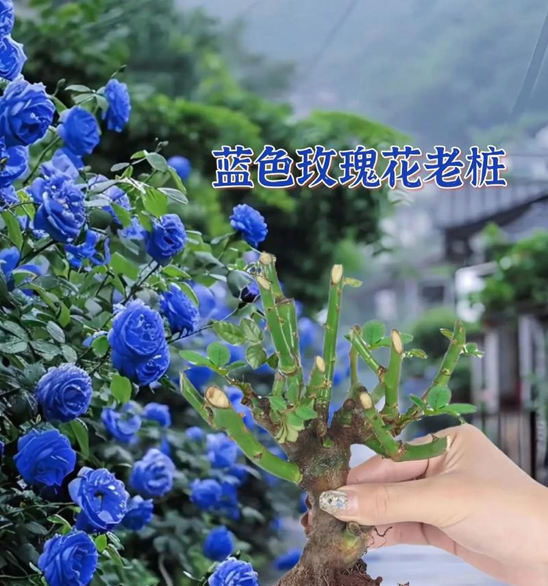蓝玫瑰与绣球的花语寓意是什么？