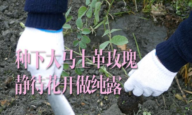 玫瑰花适合哪种土壤？如何选择合适的花土？