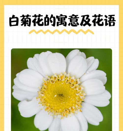 花语代表不同的含义吗为什么？花语背后的文化意义是什么？