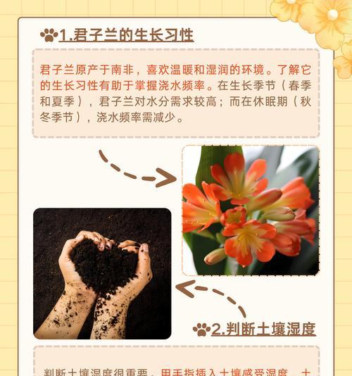君子兰的正确养护方法是什么？施肥和浇水有何技巧？