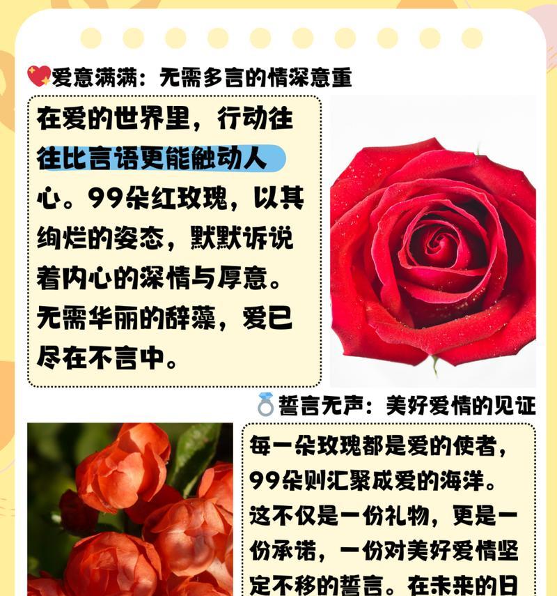 菩萨玫瑰的花语和寓意有哪些？