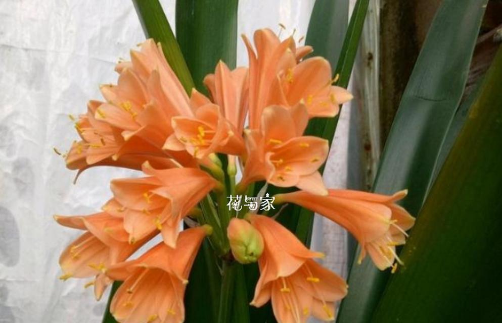 君子兰浇水频率是多少？如何正确浇水？