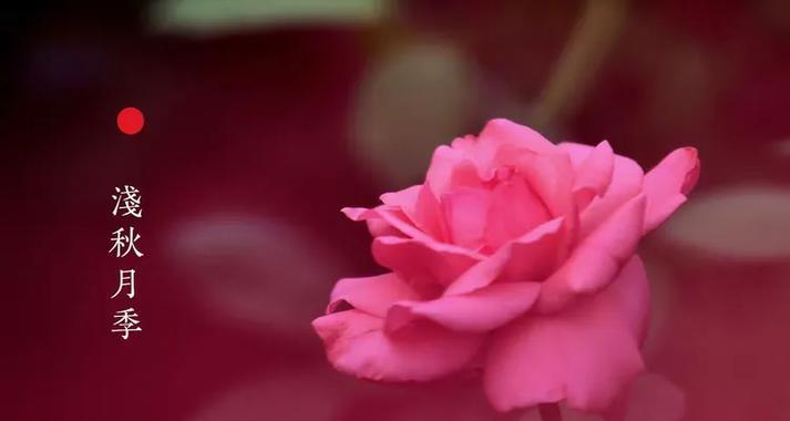 戏家四季花语是什么？四季花代表了哪些意义？