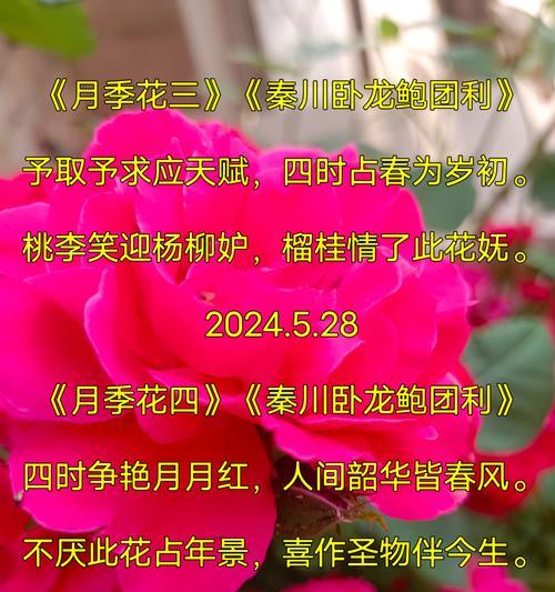 戏家四季花语是什么？四季花代表了哪些意义？