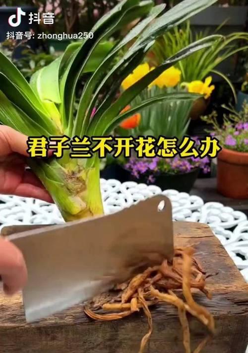 君子兰浇水勤了不开花怎么办？如何调整浇水频率？