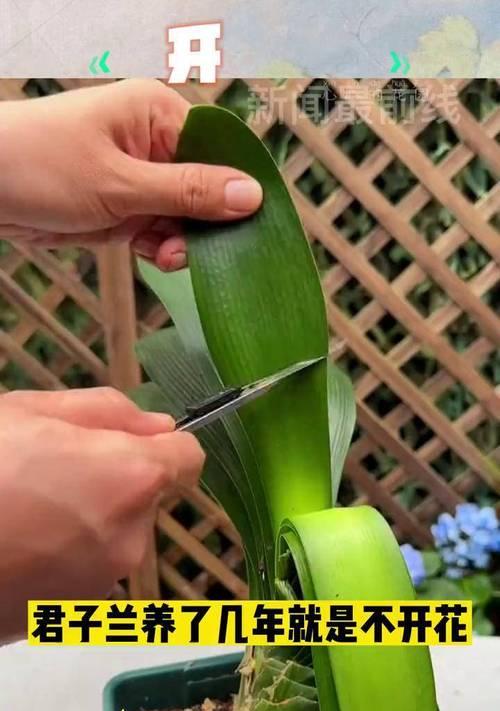 君子兰浇水勤了不开花怎么办？如何调整浇水频率？